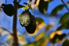 Amphilophium paniculatum