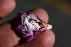 Fridericia chica