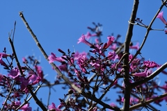 Fridericia chica
