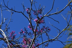 Fridericia chica