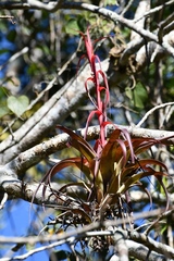 Tillandsia belloensis