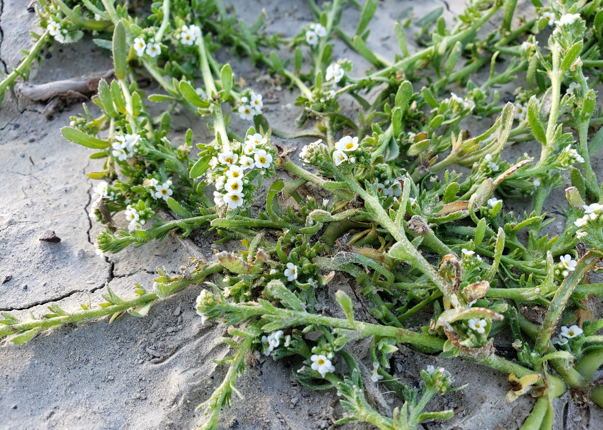 Plagiobothrys leptocladus