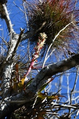 Tillandsia belloensis