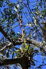 Tillandsia belloensis