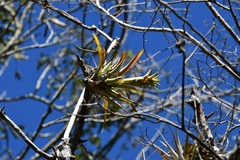 Tillandsia capitata