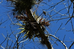 Tillandsia capitata