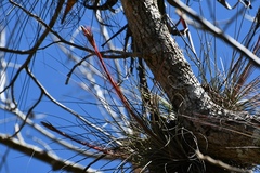 Tillandsia juncea