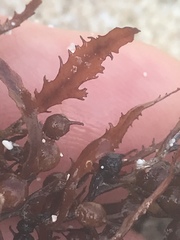 Sargassum natans
