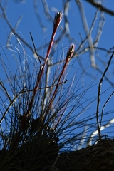 Tillandsia juncea