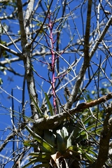 Tillandsia elusiva
