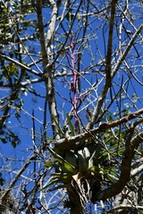 Tillandsia elusiva