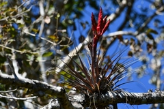 Tillandsia zoquensis