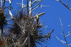 Tillandsia zoquensis