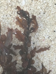 Sargassum natans