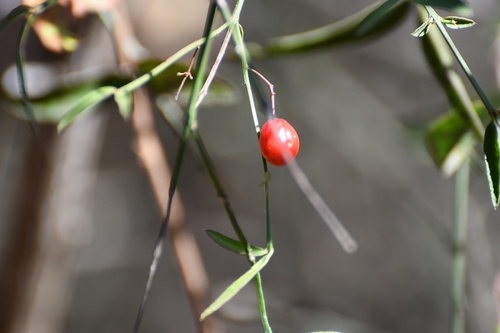 Crossopetalum uragoga (Crossopetalum uragoga)