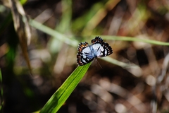 Ariconias glaphyra