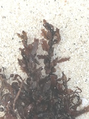 Sargassum natans
