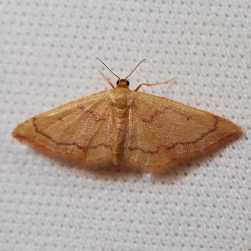 Red-bordered Wave photo 6