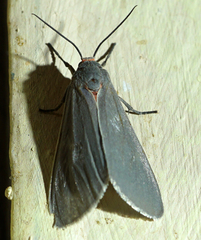 Pygarctia