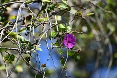 Ipomoea bernoulliana