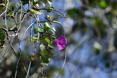 Ipomoea bernoulliana