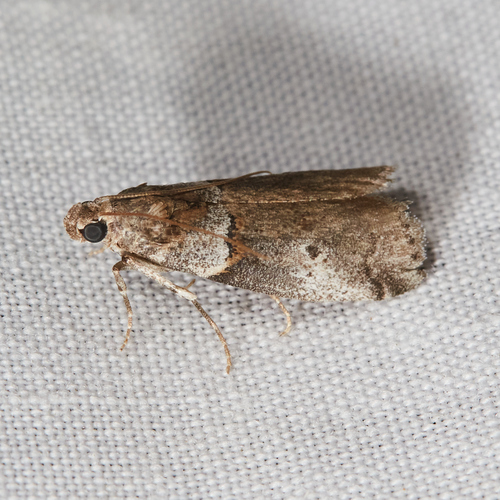 Acrobasis caliginella photo 3