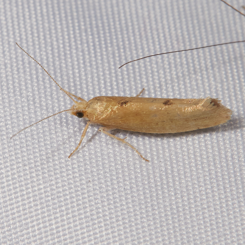 Ypsolopha cervella photo 5
