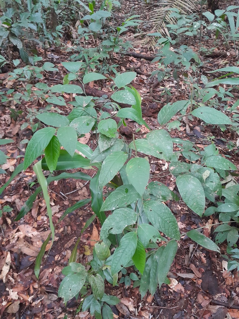 Piper bartlingianum