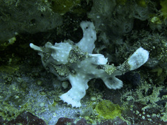 Antennarius maculatus