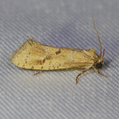 Acrolophus laticapitana photo 2