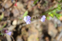 Phacelia breweri
