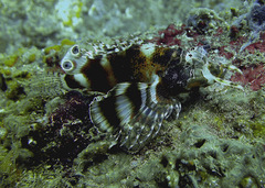 Dendrochirus biocellatus