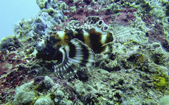 Dendrochirus biocellatus