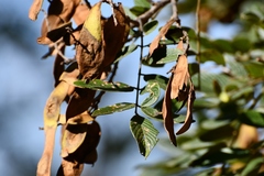 Lonchocarpus rugosus