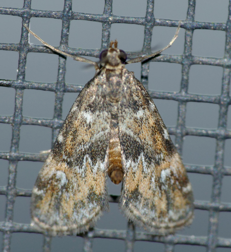 Waterlily Leafcutter Moth