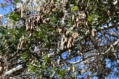 Lonchocarpus rugosus