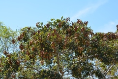 Lonchocarpus rugosus