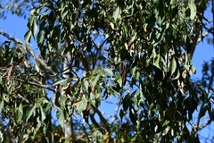 Lonchocarpus sumiderensis