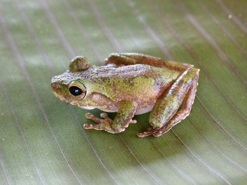 Litoria observed 2010-02-14