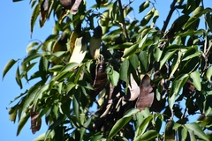 Lonchocarpus sumiderensis