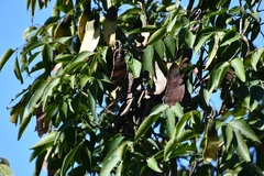 Lonchocarpus sumiderensis