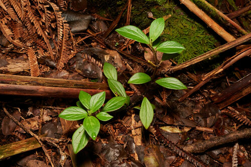 Peperomia hypoleuca observed 2023-07-22
