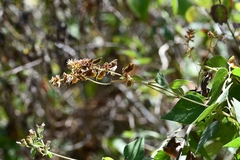 Rhynchosia longeracemosa