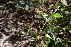 Rhynchosia longeracemosa