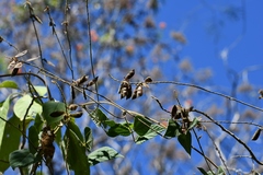 Rhynchosia longeracemosa