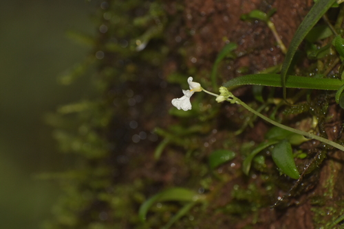 Image of Impatiens stocksii by (c) deepachandran, some rights reserved (CC BY-SA)