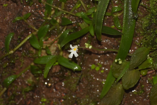 Image of Impatiens stocksii by (c) deepachandran, some rights reserved (CC BY-SA)