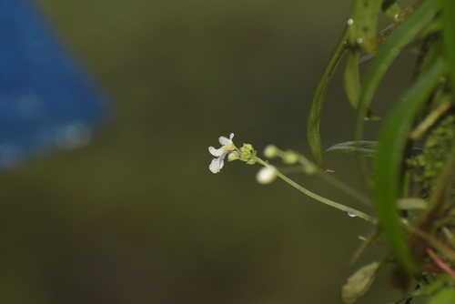 Image of Impatiens stocksii by (c) deepachandran, some rights reserved (CC BY-SA)