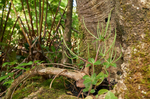 Peperomia cookiana observed 2023-07-22