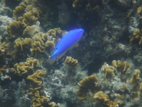 Chrysiptera taupou